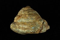 藏品(秀英翁戎螺)的圖片